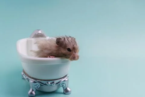 Long-haired Syrian hamster of gray color climbs out of a toy bath Stock Photos