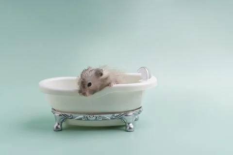 A long-haired Syrian hamster peeks out of a toy bathroom Stock Photos