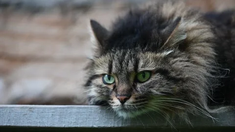 Long haired tabby cat gazing away with curiosity Vídeo Stock 295874583