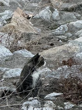 Long Haired Tabby Cat Looking Sideways on Rocky Ground 写真素材