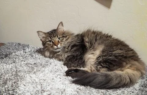 Long-haired tabby cat lying on a grey shag rug Stock Photos