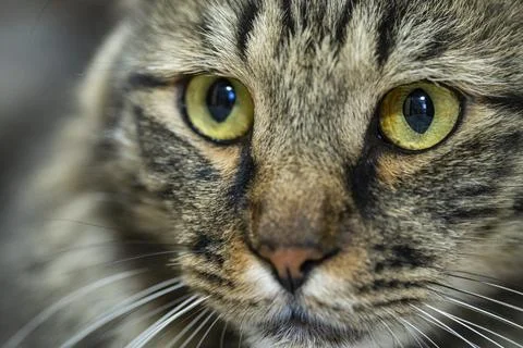 Long Haired Tabby Cat Lying at Home and Looking at Camera Stock Photos