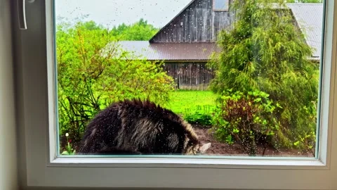 Long-haired tabby cat sits outside a rain-speckled window, looking across a Stock Footage 338189778