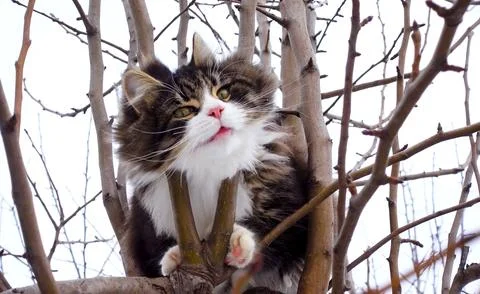 A long-haired, tabby cat is sitting in a tree Stock Photos
