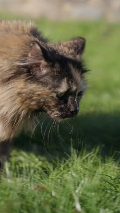 Long-haired tortoiseshell cat walking on grass Stock Footage 340856733