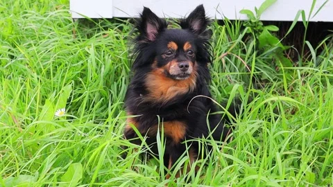 A long-haired toy Terrier sits on the green grass and tries to catch a mosquito Vídeos de archivo 139049314