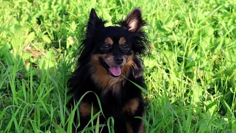 Long-haired toy Terrier sitting on green grass and looking around. Vídeo Stock 134882491