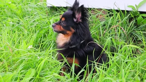 Long-haired toy Terrier sitting on green grass and looking around. Slow motion Vídeo Stock 137734116