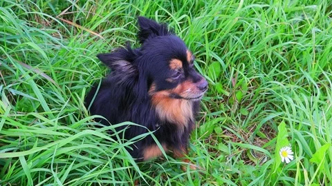 Long-haired toy Terrier sitting on green grass and looking around. Slow motion Vídeo Stock 138553338