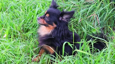 Long-haired toy Terrier sitting on green grass and looking around. FullHD Vídeo Stock 140916091