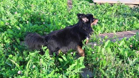 Long-haired toy Terrier stands on the green grass and looks into the distance Vídeo Stock 138632196