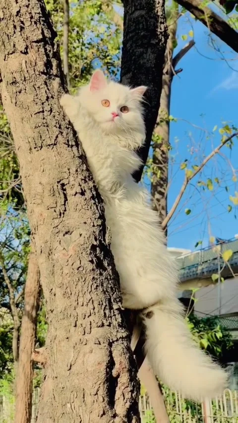 Long-Haired White Cat Clinging to Tree Bark in Sunlight Stock Footage 333717856