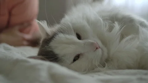 Long haired white cat lying in bed next to owner Stock Footage 111397447