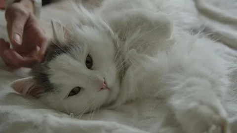 Long haired white cat lying in bed getting petted by owner Stock Footage 111397457