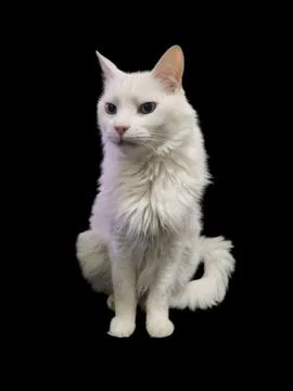 Long-Haired White Cat Stock Photos