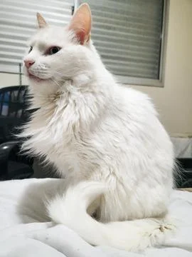 Long-Haired White Cat Stock Photos