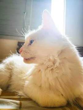 Long-Haired White Cat Stock Photos