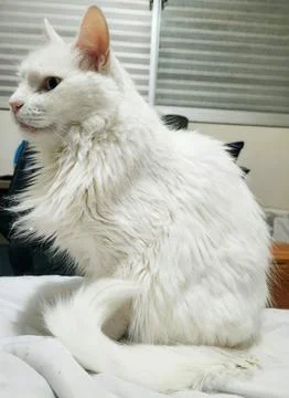 Long-haired white cat relaxing. Stock Photos