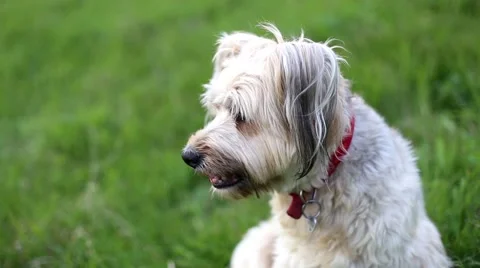 Long haired white dog with red collar admiring the view Stock Footage 63378182