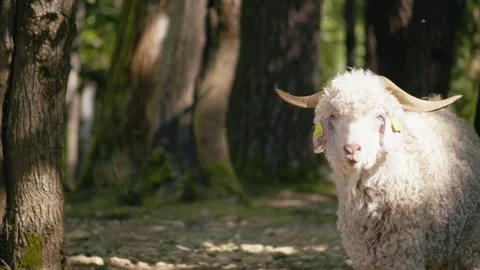 Long-haired white goat with horns standing still on a trail surrounded by trees Stock Footage 332383027
