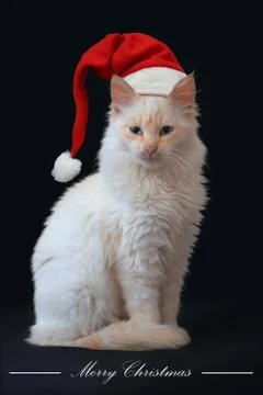 Long-haired white kitten on a black background for Christmas greetings Foto stock