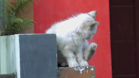 A long haired white kitten that looked dirty because it was mixed with dust.. Stock Footage 242225214