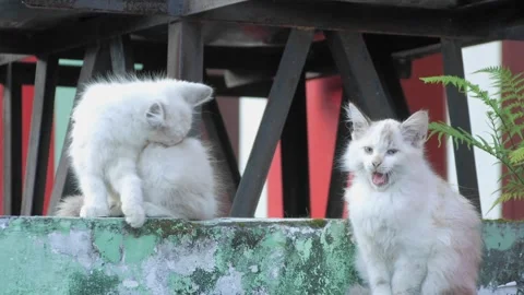 A long haired white kitten that looked dirty because it was mixed with dust.. Stock Footage 242225238