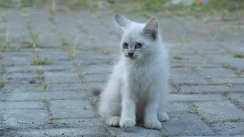A long haired white kitten that looked dirty because it was mixed with dust.. Stock Footage 242225247