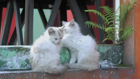 A long haired white kitten that looked dirty because it was mixed with dust.. Stock Footage 242225255