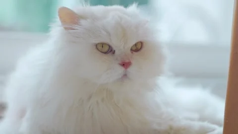 A long-haired white Persian cat is resting comfortably inside the house. Video stock 272572606