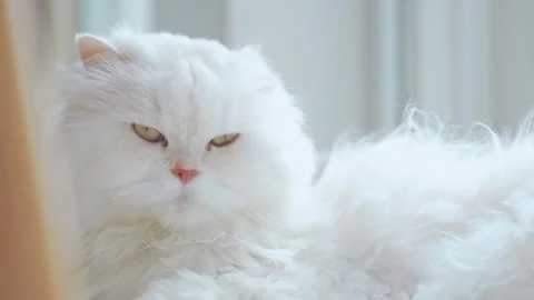 A long-haired white Persian cat is resting comfortably inside the house. Video stock 272572662