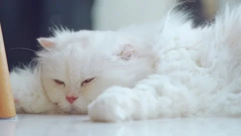 A long-haired white Persian cat is resting comfortably inside the house. Video stock 272572940