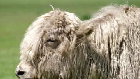 A long haired white yak stands in pasture - Fiber Animal and Furry Livestock Stock Footage 339826448