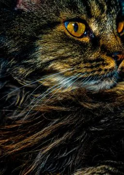 Long haired wild cat, close up image. Stock Photos