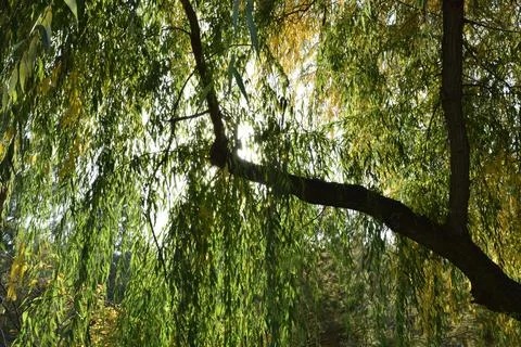 Long hanging willow branches Stock Photos