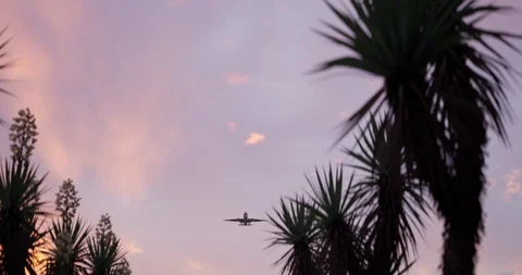 Long-haul passenger plane flying over a resort with palm trees Stock Footage 328969408