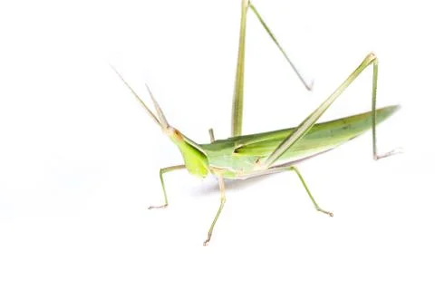 Long head grasshopper isolated Stock Photos