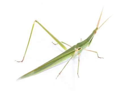 Long head grasshopper isolated Stock Photos