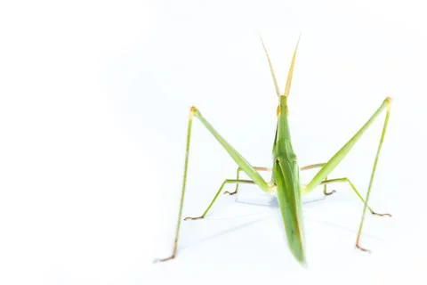 Long head grasshopper isolated Stock Photos