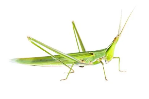 Long head grasshopper isolated Stock Photos