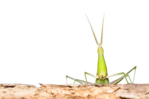 Long head grasshopper Stock Photos