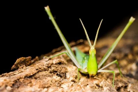 Long head grasshopper Stock Photos
