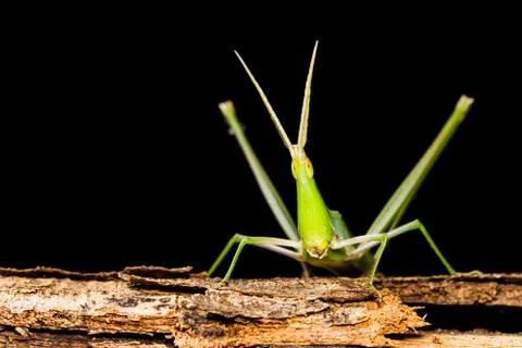 Long head grasshopper Stock Photos