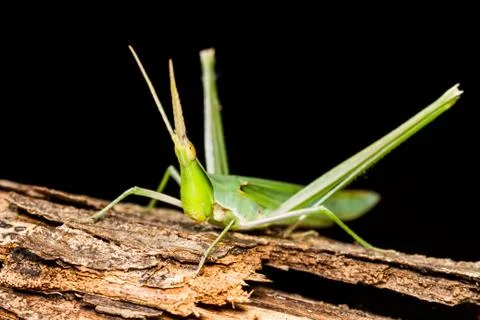 Long head grasshopper Stock Photos