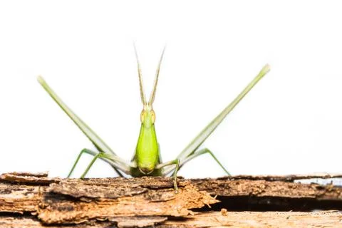Long head grasshopper Stock Photos