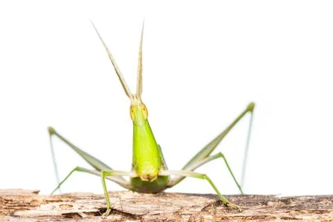 Long head grasshopper Stock Photos