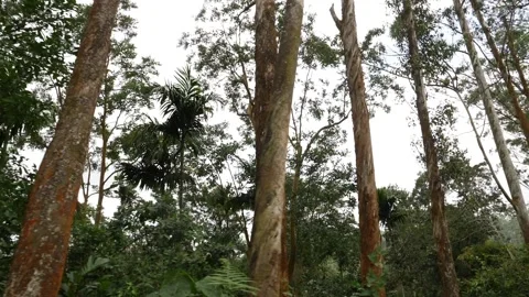 Long height trees in forest, Dense forest footage Video stock 156958403