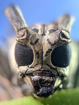 The long horn beetle front facing for stacking raw Stock Photos