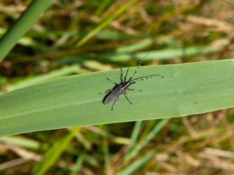 Long horn beetle Stock Photos