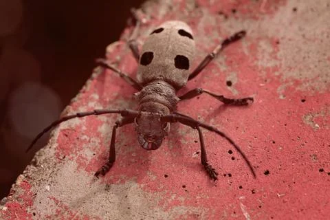 Long-horn beetle Free Stock Photos